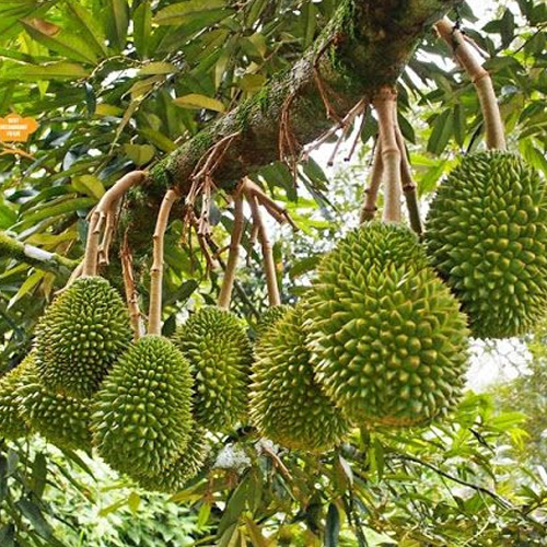 durian