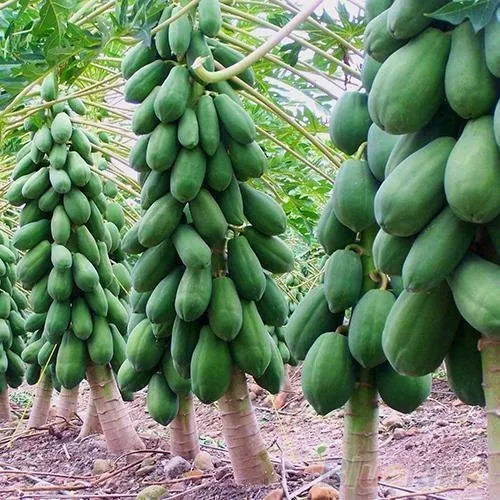 papaya